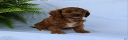 Cavapoo dogs for sale: Marcy - Ad 5