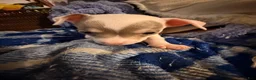 Chihuahua dogs for sale: Casper - Ad 4