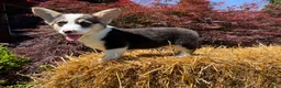 Welsh Corgi Pembroke dogs for sale: CLARK - Ad 16