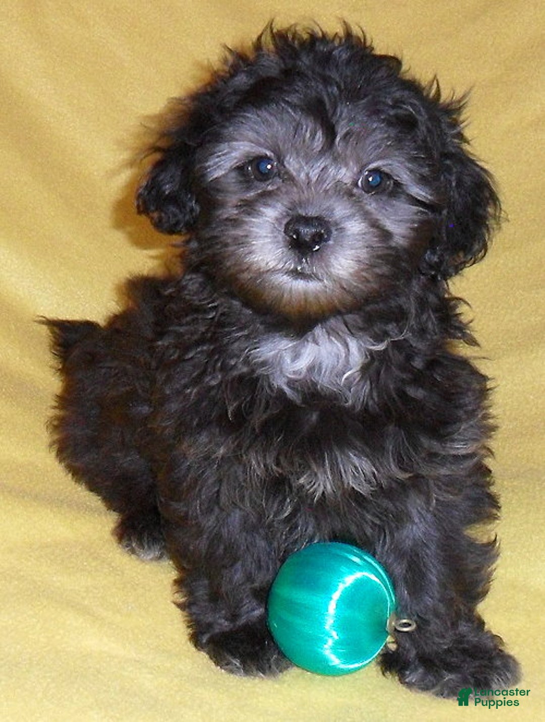 Shihpoo dogs for sale: Shadow - Ad 4