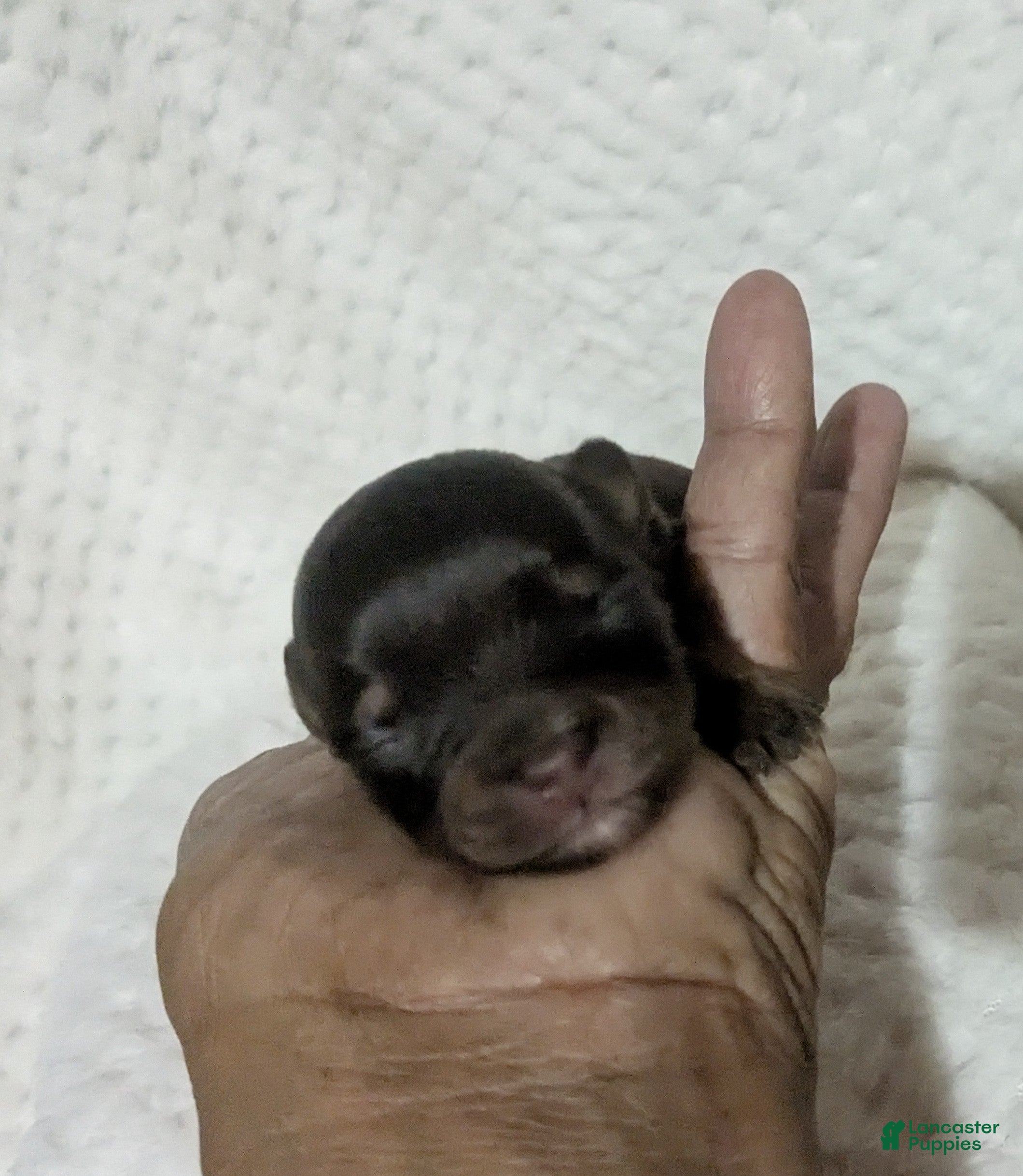 Chihuahua dogs Baby Ruth LC Female  - Ad 13