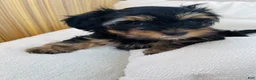 Yorkshire Terrier dogs for sale: Yorkshire Terrier 2 - Ad 3