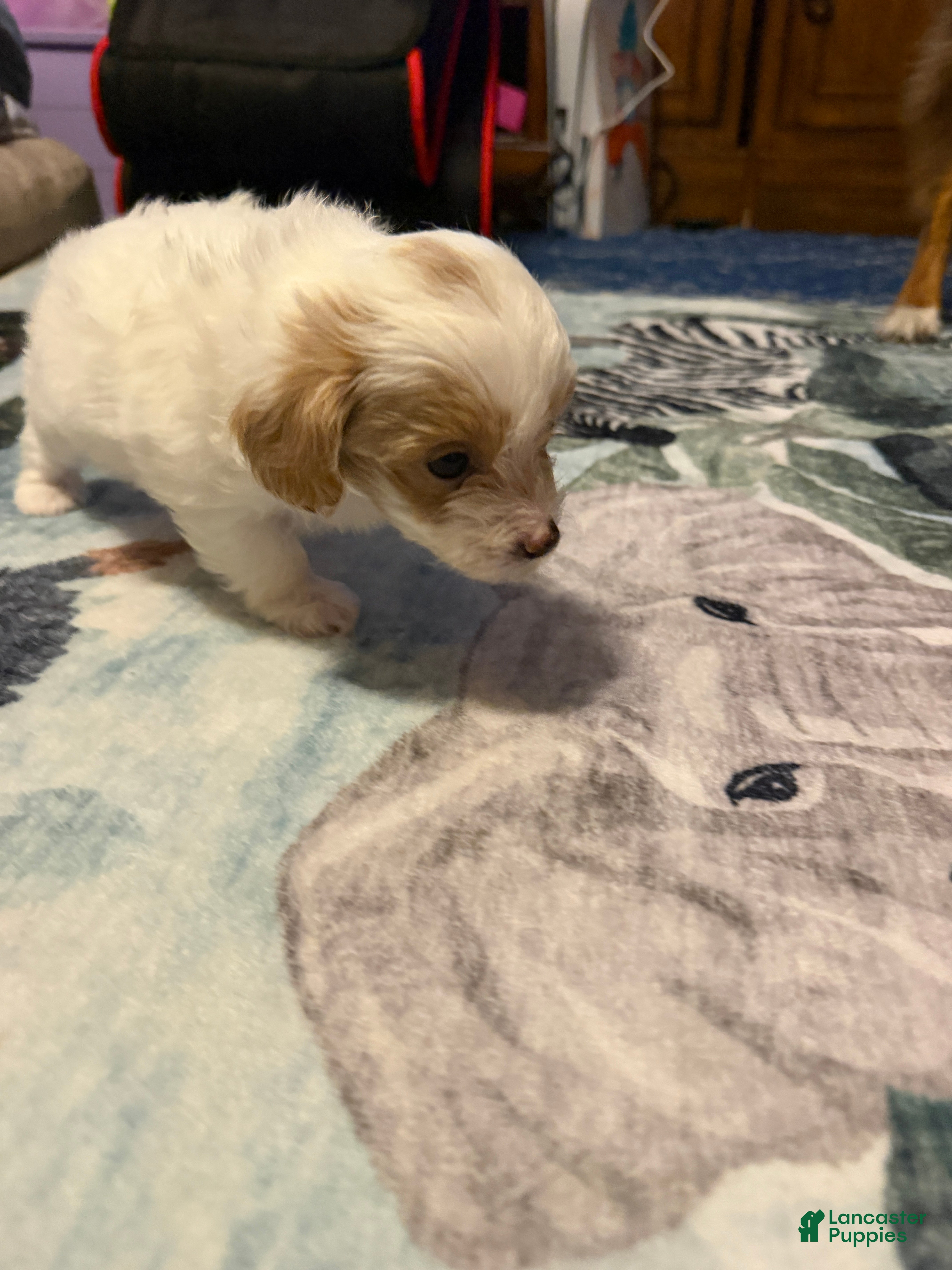 Mixed Breed dogs Piper - Ad 8