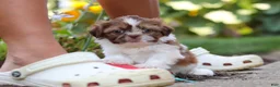 Shih Tzu dogs for sale: Juniper - Ad 11