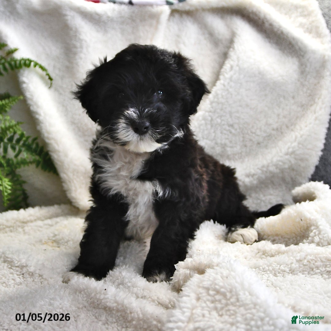 Portuguese Water Dog dogs for sale: Disco - Ad 10