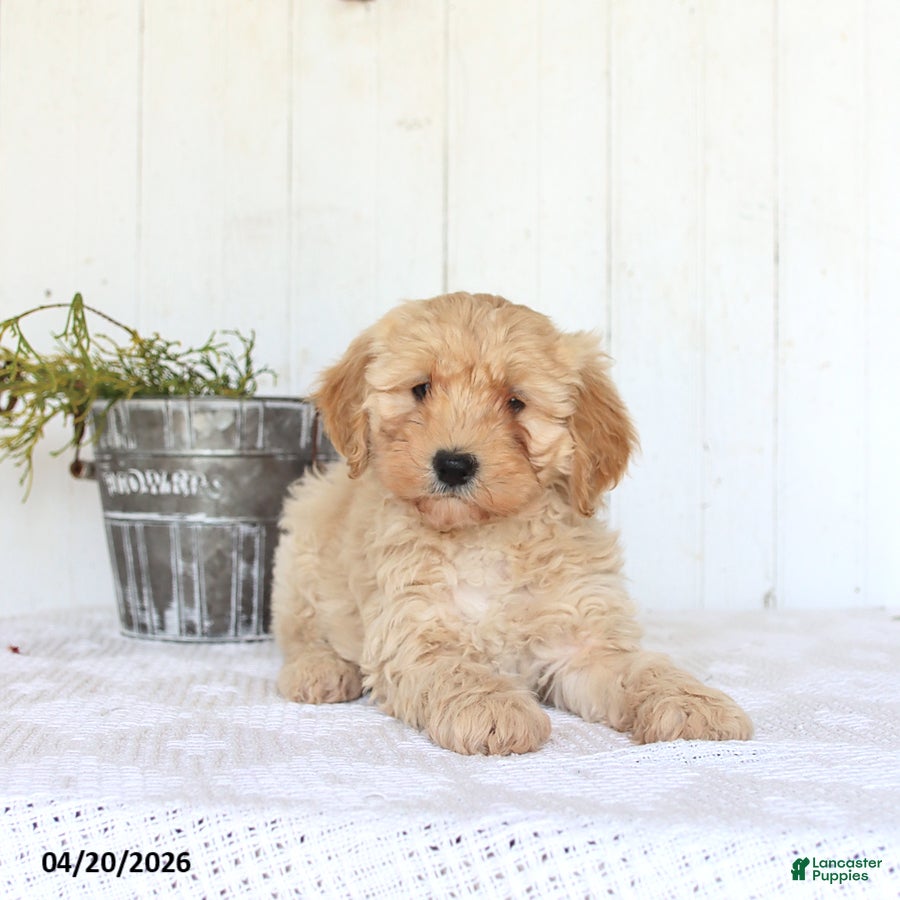 Cockapoo dogs Anna - Ad 1