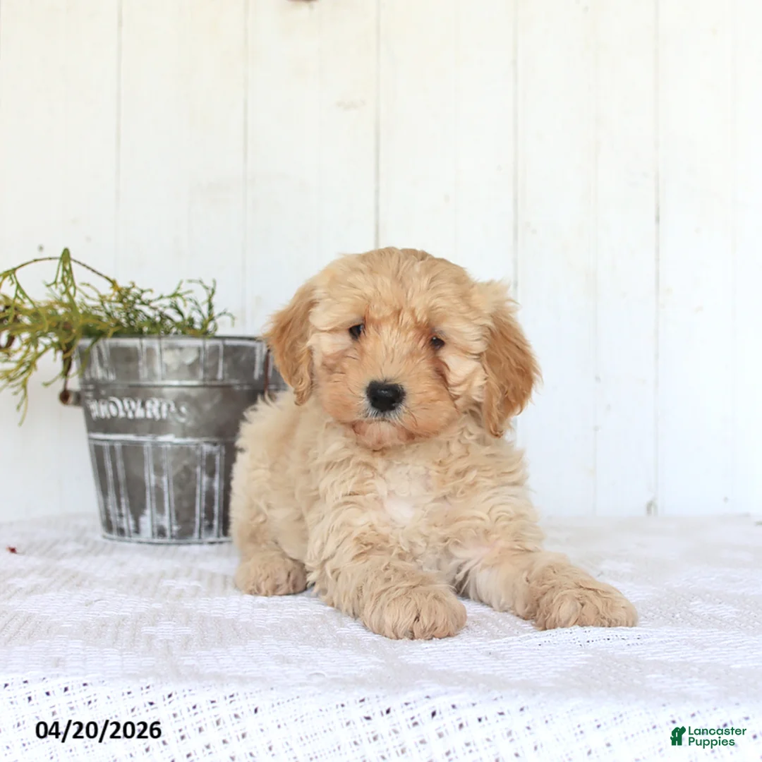 Cockapoo dogs for sale: Anna - Ad 1