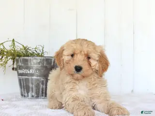 Cockapoo dogs for sale: Anna - Ad 4