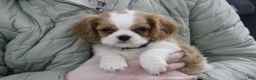 Cavalier King Charles Spaniel dogs for sale: Houston - Ad 3