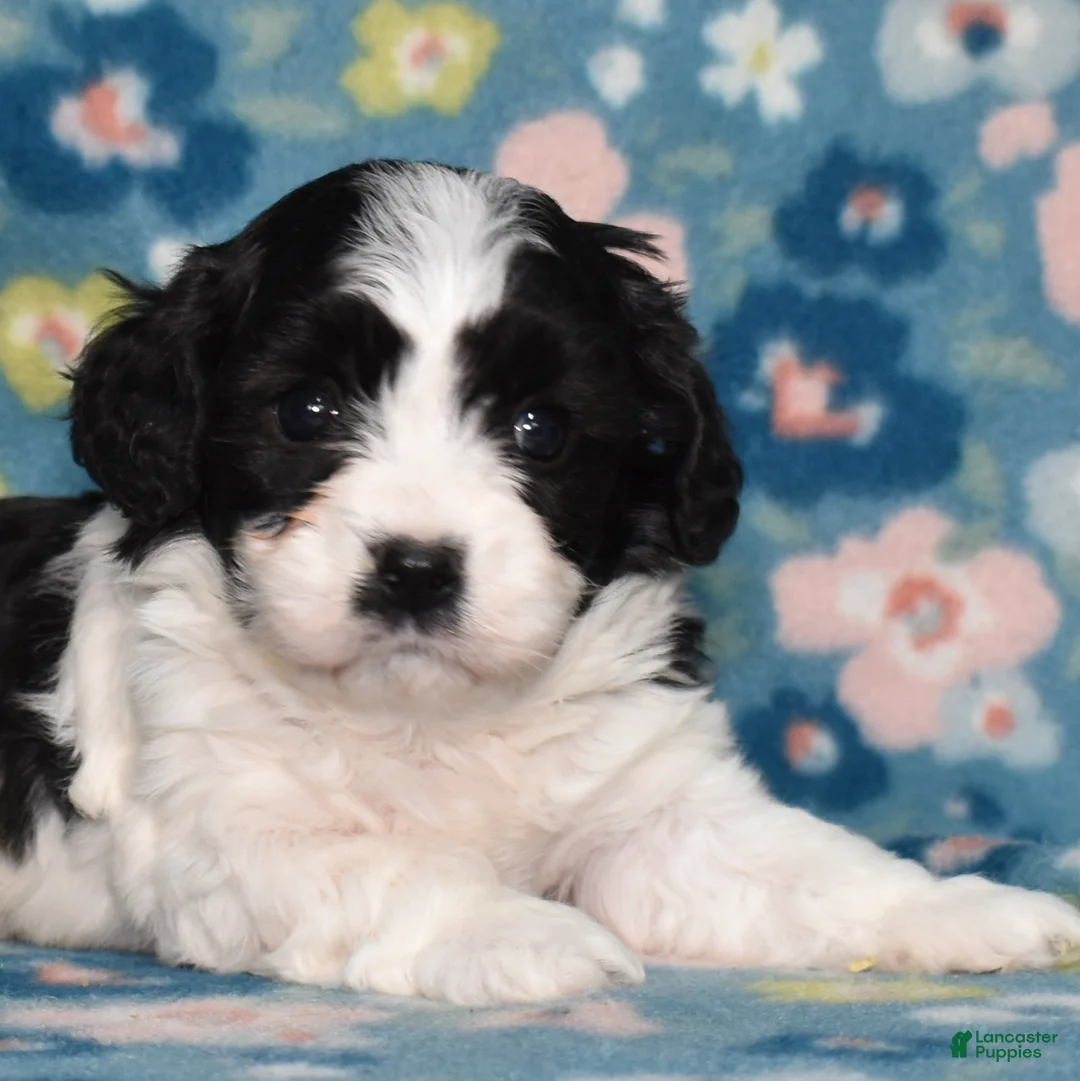 Cavachon dogs for sale: Licorice  - Ad 1