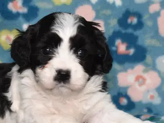Cavachon dogs for sale: Licorice - Ad 2