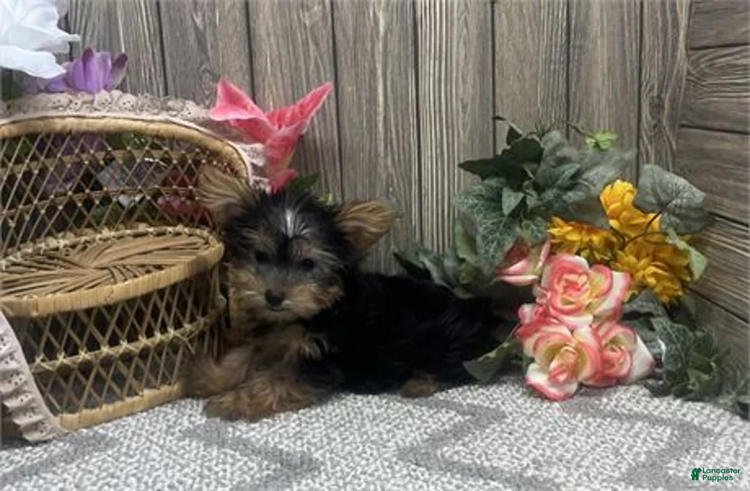 Yorkshire Terrier dogs for sale: Yorkshire Terrier 1 - Ad 1