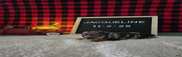 Miniature Dachshund dogs for sale: Jacqueline - Ad 8