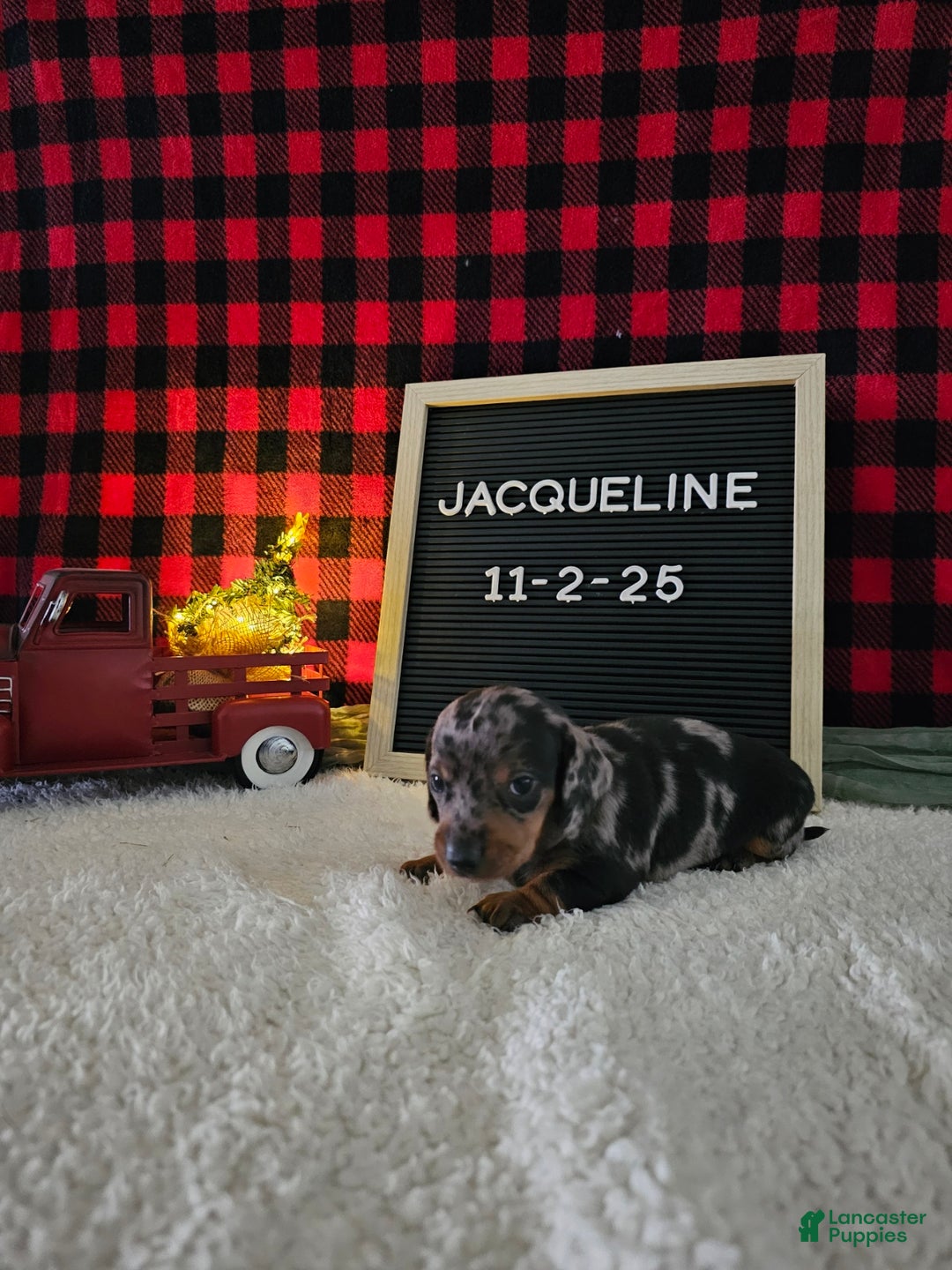 Miniature Dachshund dogs for sale: Jacqueline - Ad 8