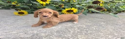 Miniature Dachshund dogs for sale: Hope - Ad 5