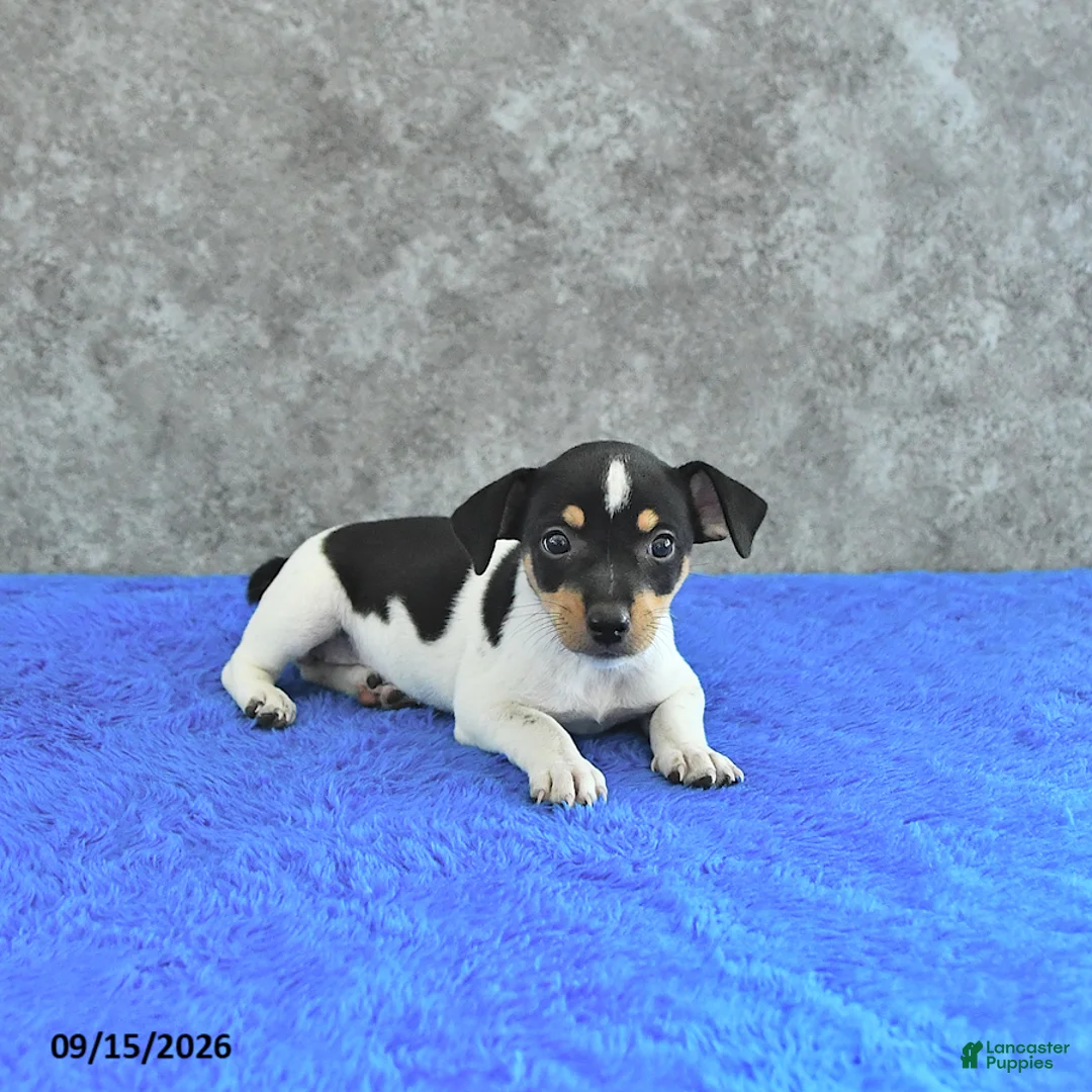 Jack Russell Terrier dogs for sale: Daisy - Ad 3
