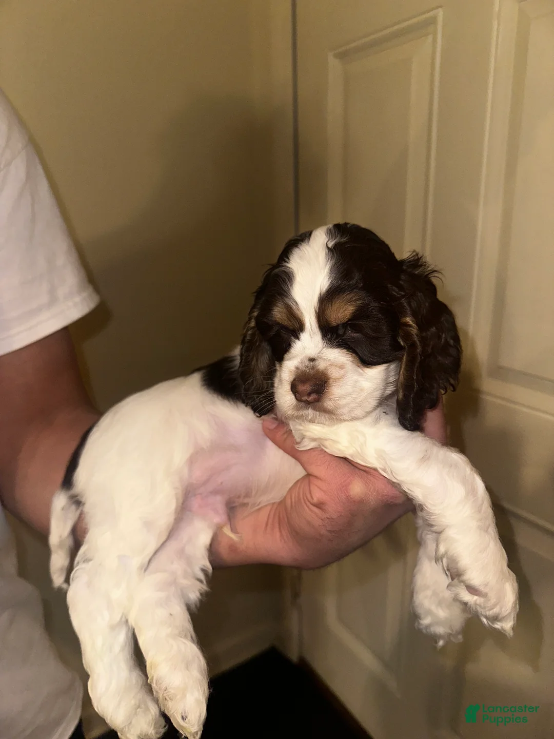 Cocker Spaniel dogs for sale: Chungus - Ad 2