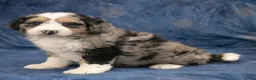 Mini Bernedoodle dogs for sale: Oscar - Ad 3