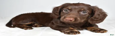 Kyle
