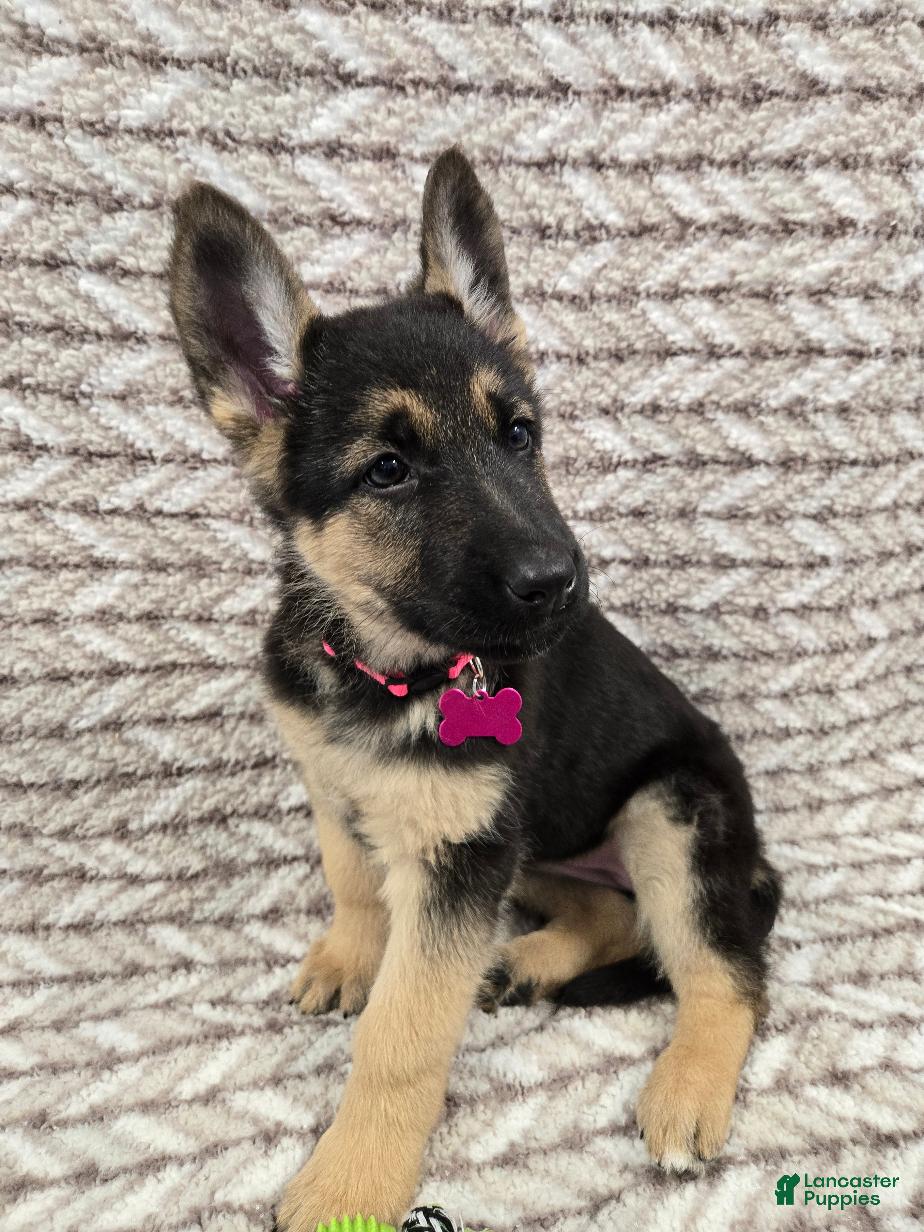 German Shepherd dogs Arlo - Ad 1