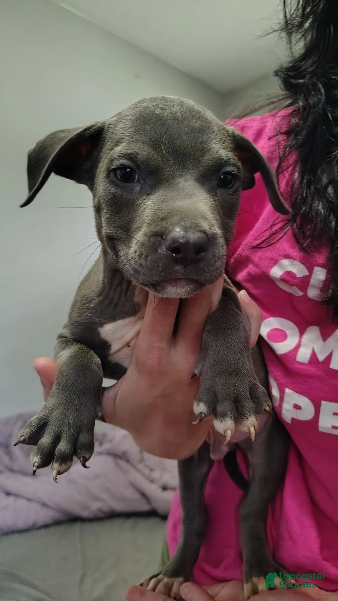 American Staffordshire Terrier dogs for sale: American Staffordshire Terrier 1 - Ad 2