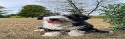 Mini Bernedoodle dogs for sale: Mini Bernedoodle 7 - Ad 8
