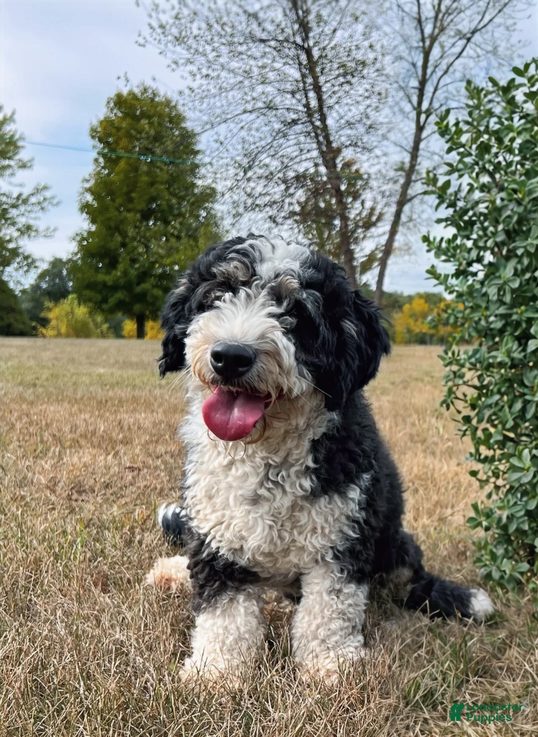 Mini Bernedoodle dogs for sale: Mini Bernedoodle 7 - Ad 8