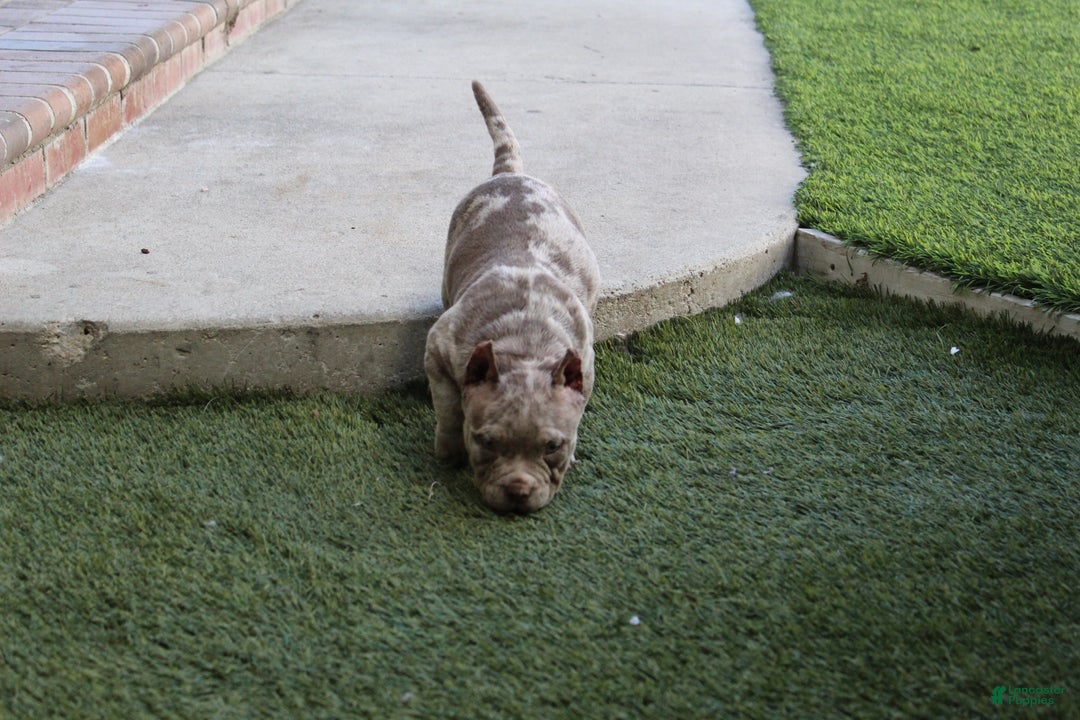 American Bully dogs for sale: Dottie American Bully  - Ad 5