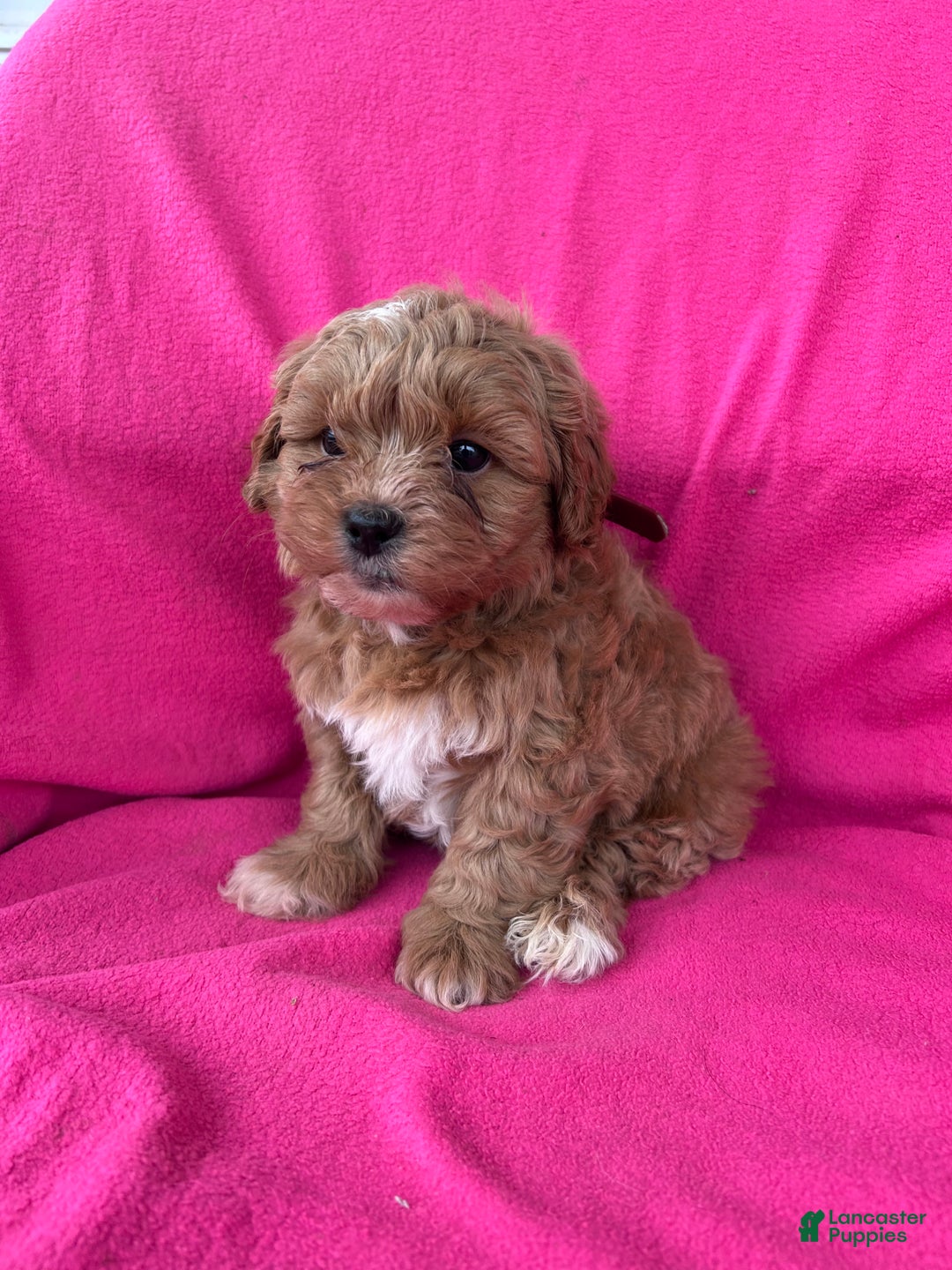 Shihpoo dogs for sale: MARLIE - Ad 5