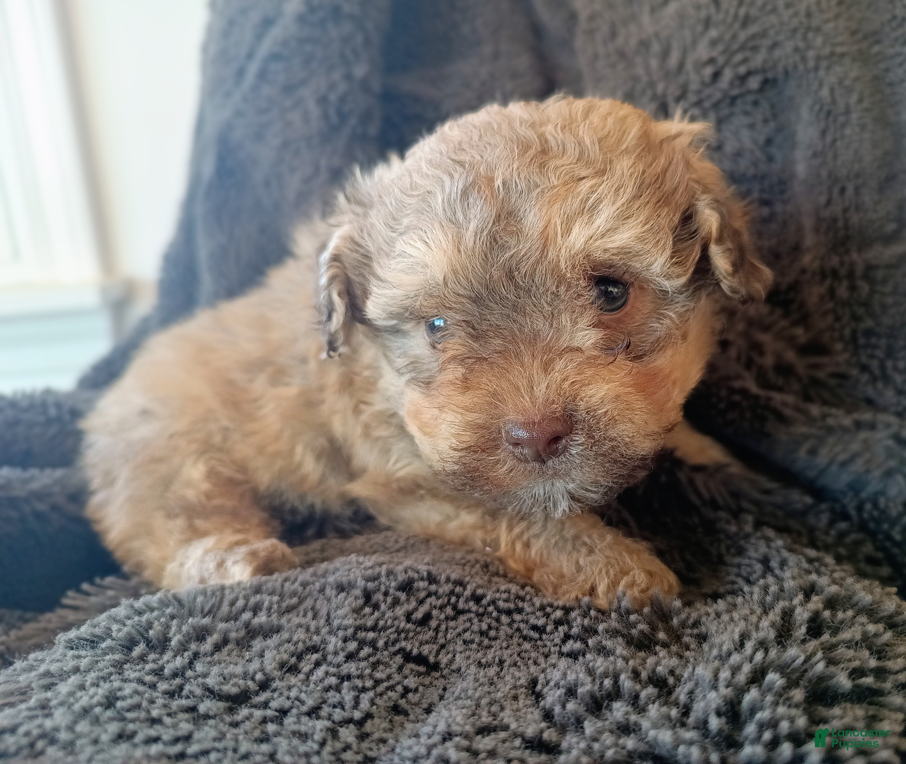 Havapoo dogs Liam - Ad 1