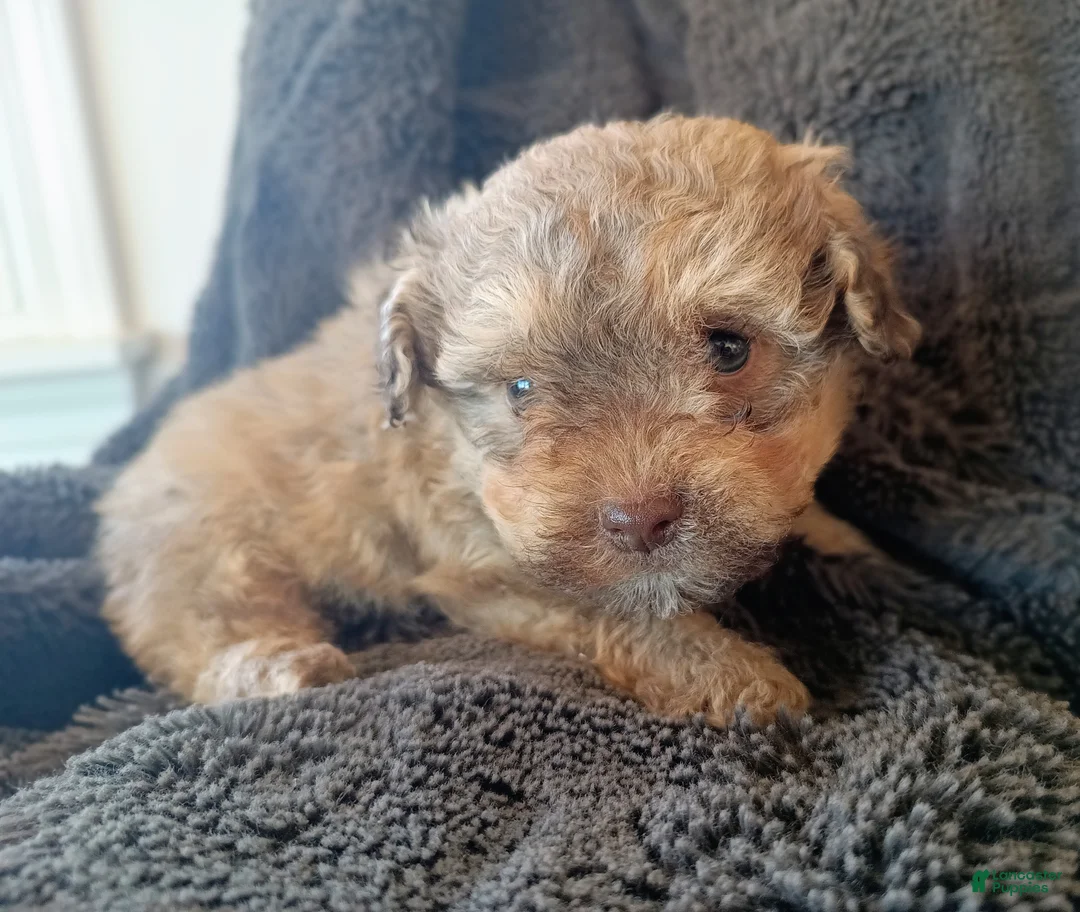 Havapoo dogs for sale: Liam - Ad 1