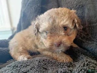 Havapoo dogs for sale: Liam - Ad 1