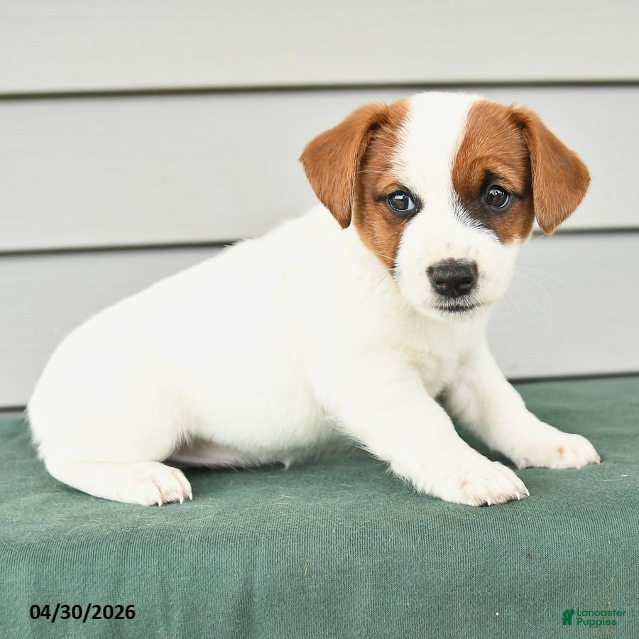 Jack Russell Terrier dogs Fiona - Ad 2
