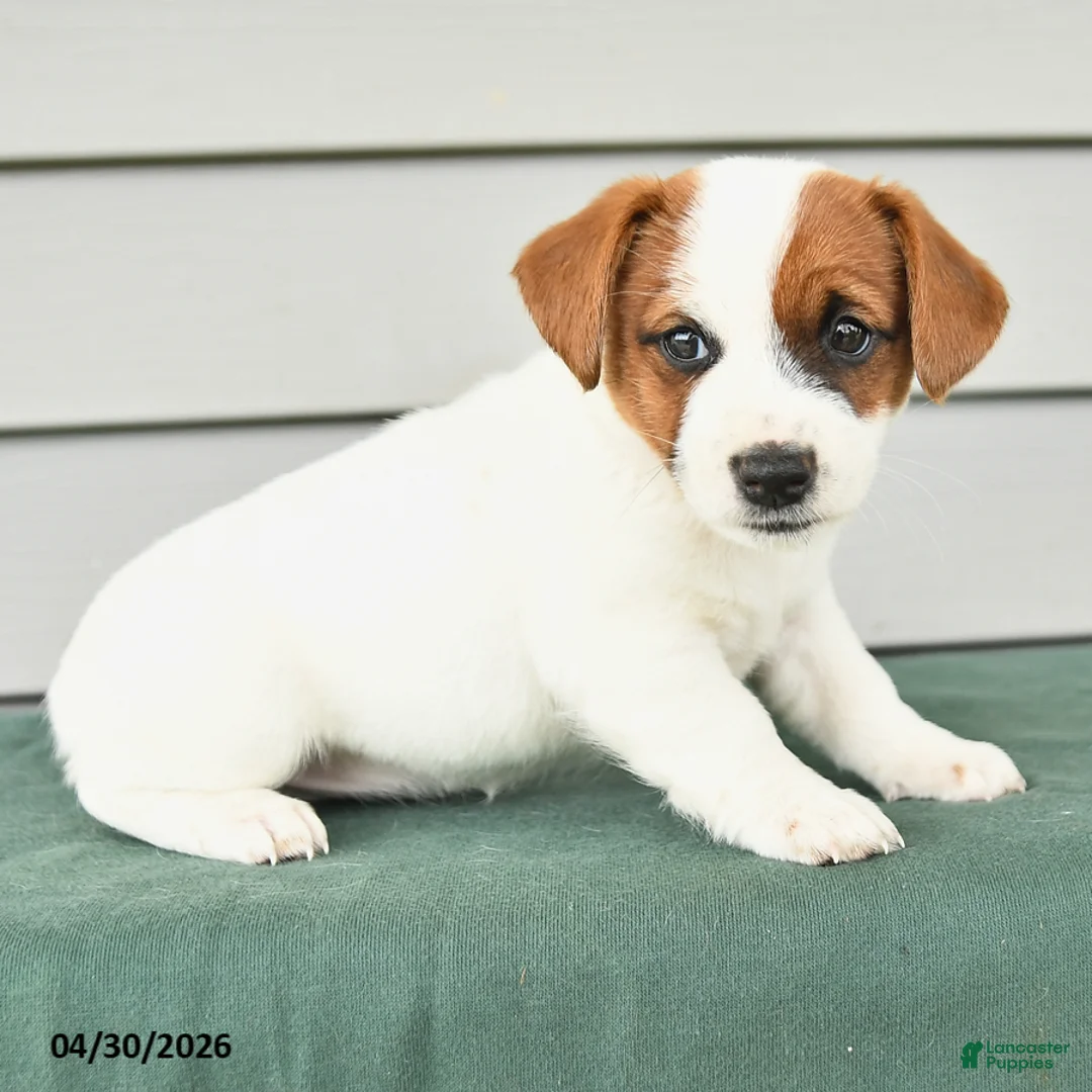 Jack Russell Terrier dogs for sale: Fiona - Ad 2
