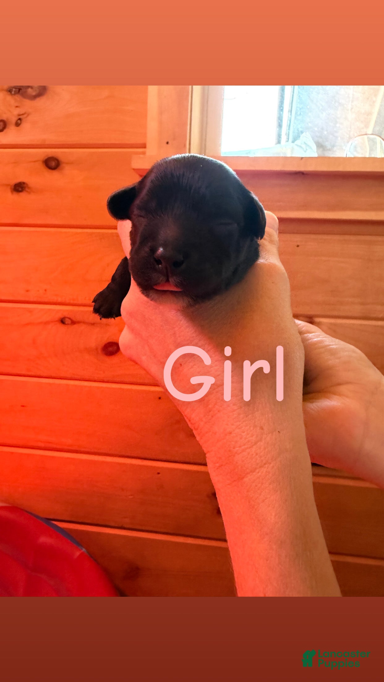 Mixed Breed dogs for sale: Mixed Breed 6 - Ad 30