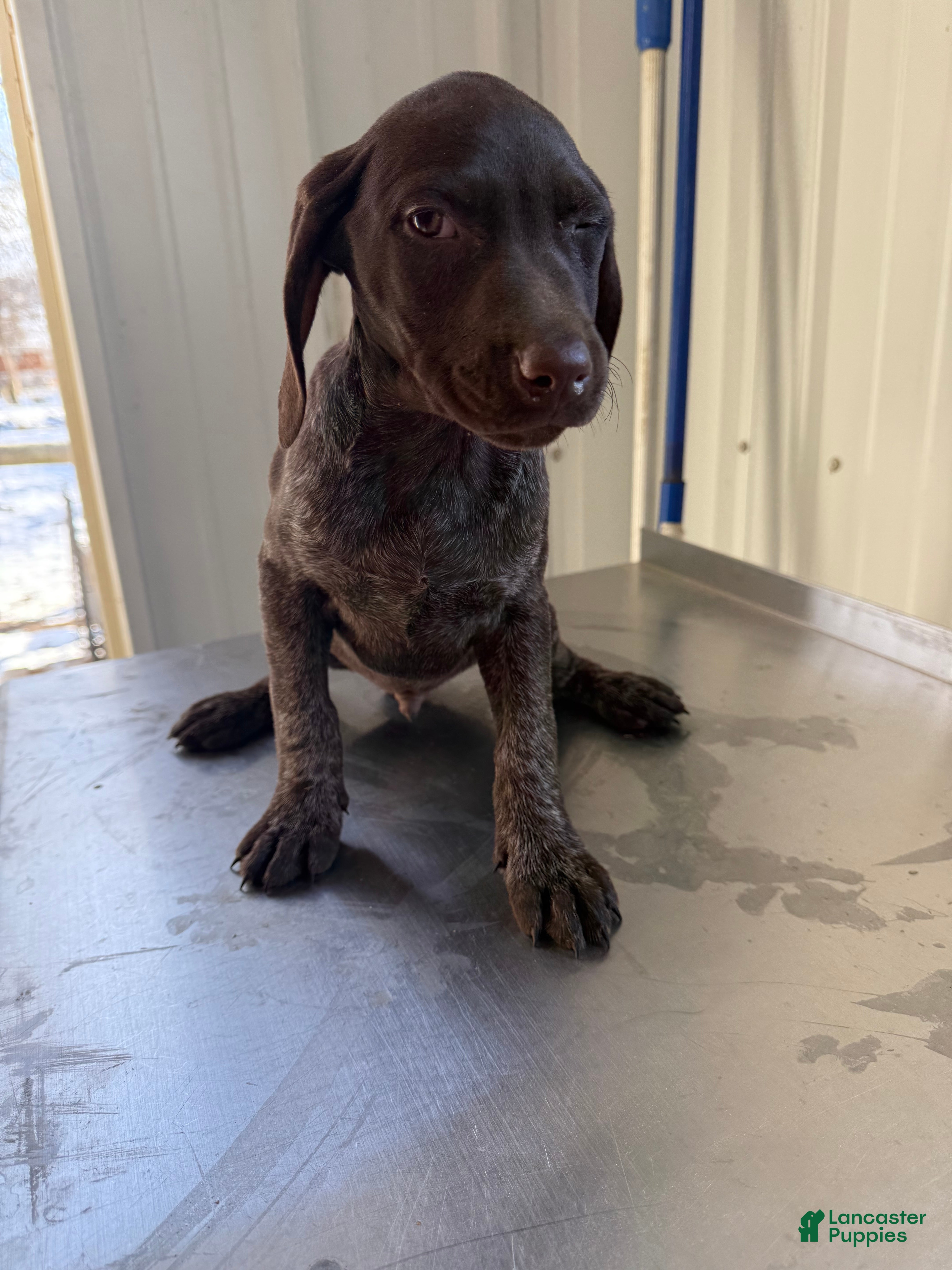 German Shorthaired Pointer dogs German Shorthaired Pointer Puppy 2 - Ad 25