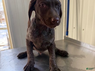 German Shorthaired Pointer dogs German Shorthaired Pointer Puppy 2 - Ad 34