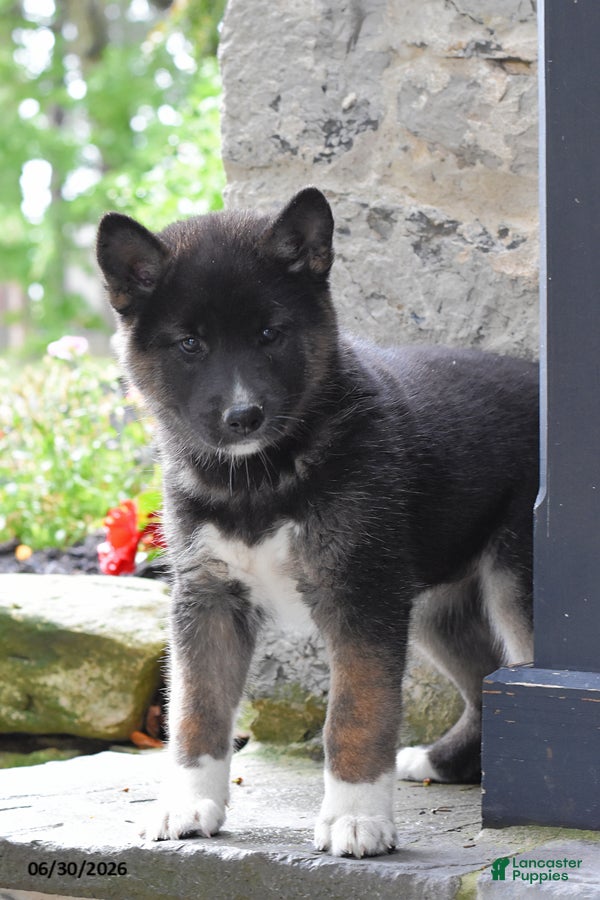 Mixed Breed dogs Katora - Ad 1