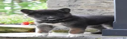 Mixed Breed dogs for sale: Katora - Ad 1