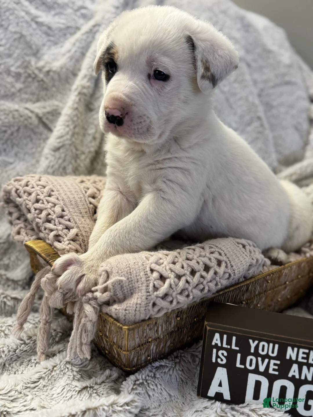 Mixed Breed dogs for sale: Bandit - Ad 6