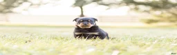 Rottweiler dogs for sale: Rottweiler Puppy 1 - Ad 4