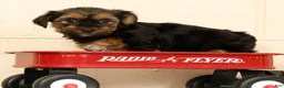 Yorkshire Terrier dogs for sale: Stella - Ad 7