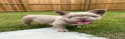 French Bulldog dogs for sale: French Bulldog 1 - Ad 2