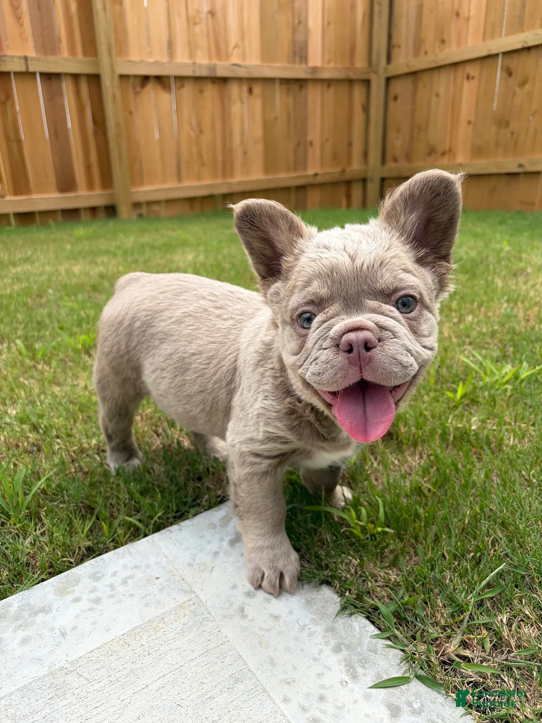 French Bulldog dogs for sale: French Bulldog 1 - Ad 2