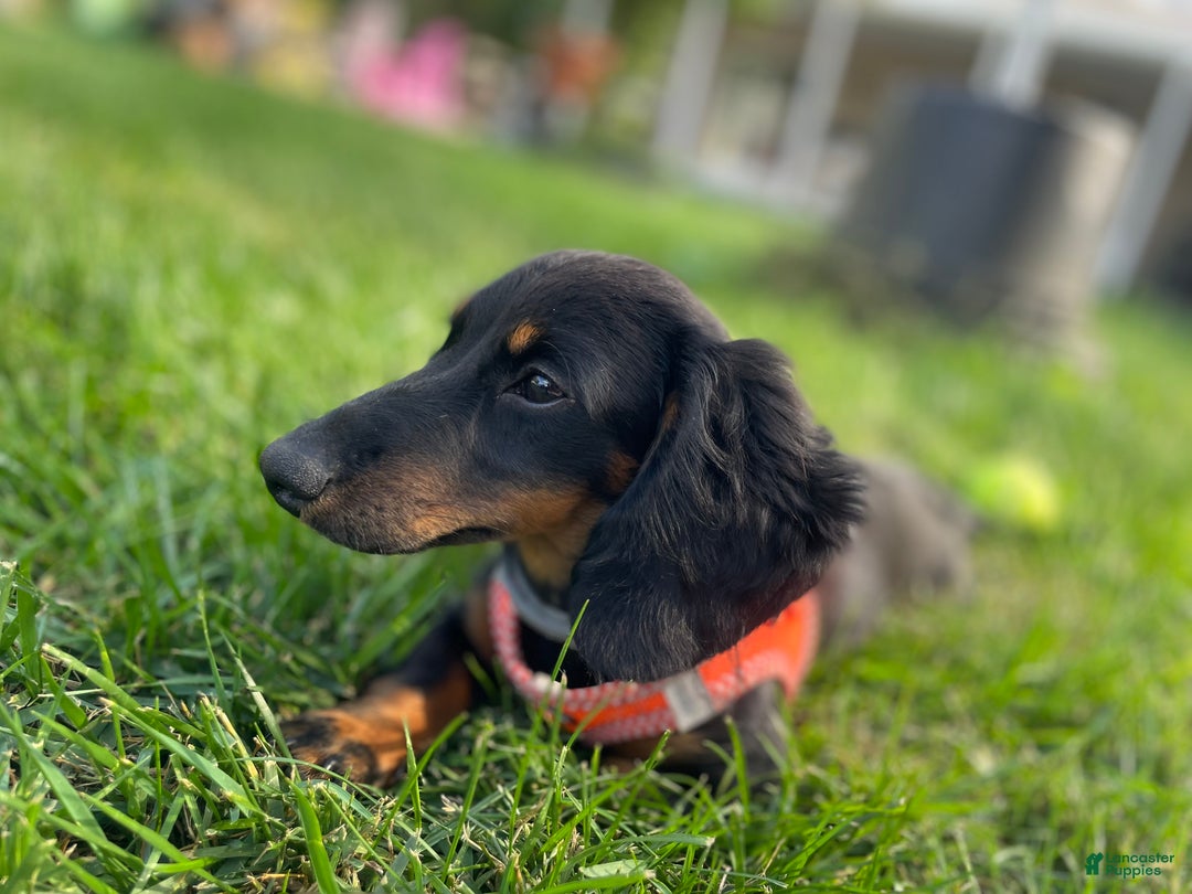 Miniature Dachshund dogs for sale: Milo - Ad 6