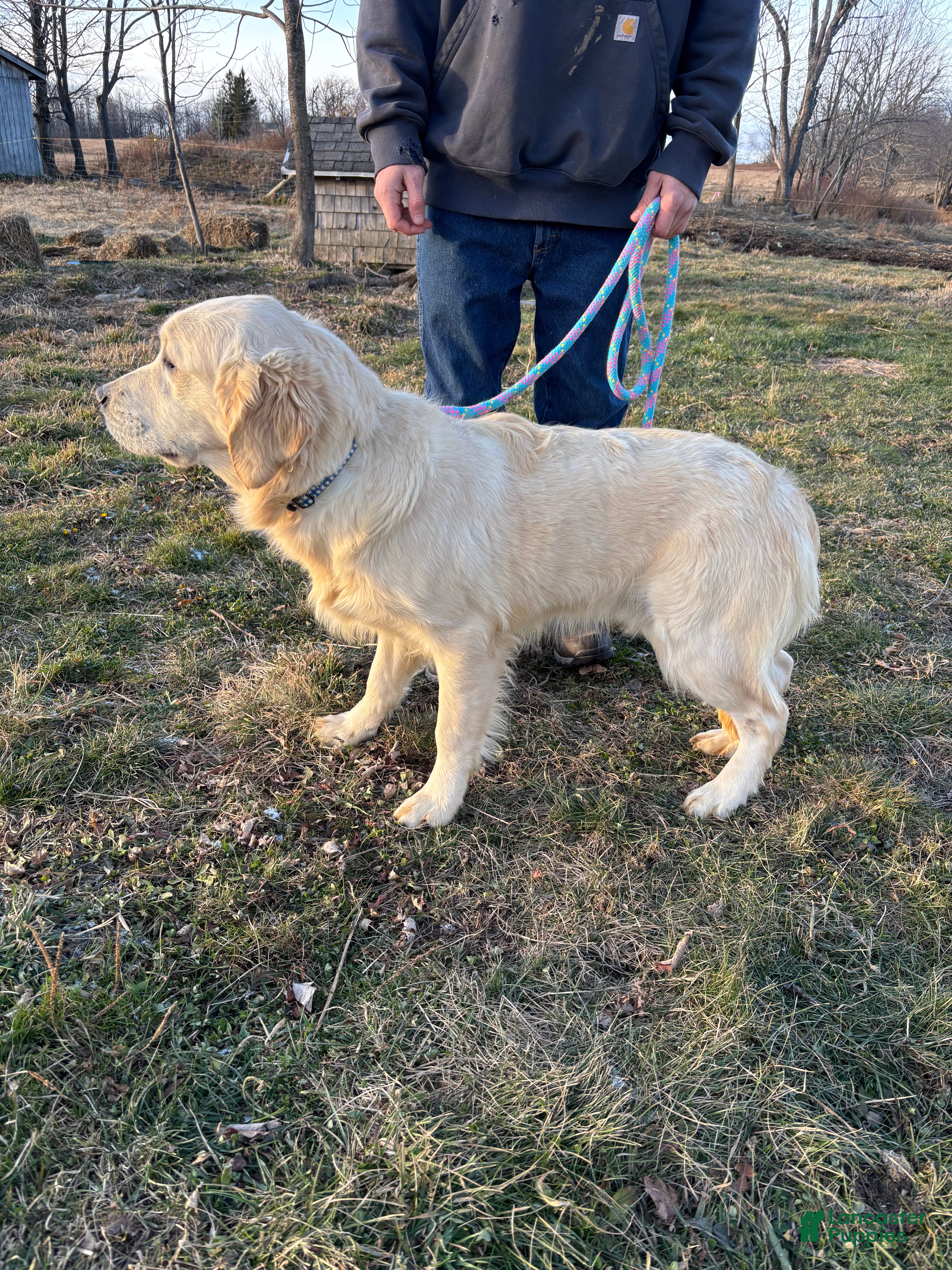 Golden Retriever dogs Dustin - Ad 41