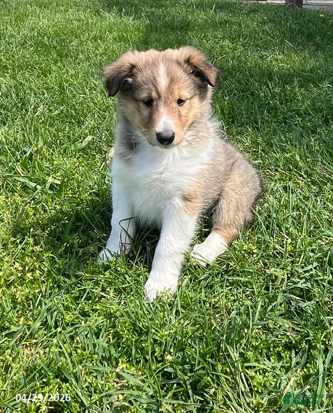 Shetland Sheepdog dogs for sale: Brooklyn - Ad 1
