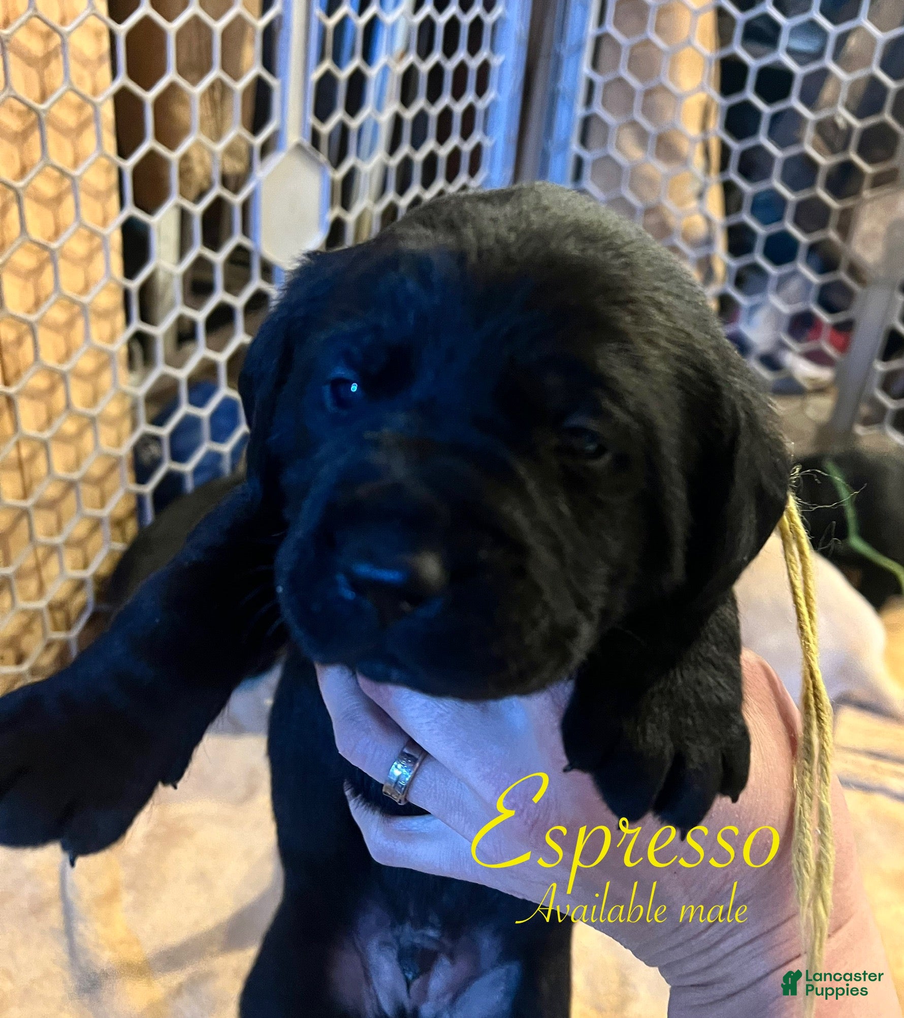 Labrador Retriever dogs Espresso  - Ad 21