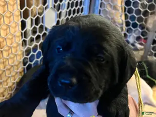 Labrador Retriever dogs Espresso - Ad 21