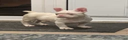 French Bulldog dogs for sale: Pinkey  - Ad 9